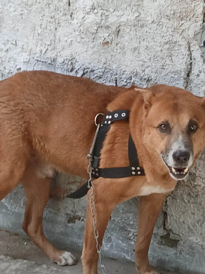 Cachorro ra a SRD-ViraLata idade 2 a 6 meses nome Duk