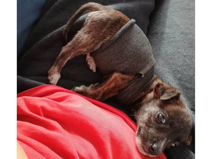 Cachorro ra a Pinscher idade 2 a 6 meses nome Chamamos de Jully 