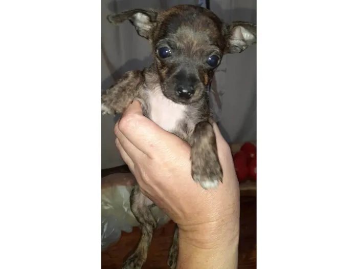 Cachorro ra a Pinscher idade 2 a 6 meses nome Chamamos de Jully 
