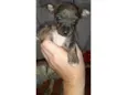 Chamamos de Jully