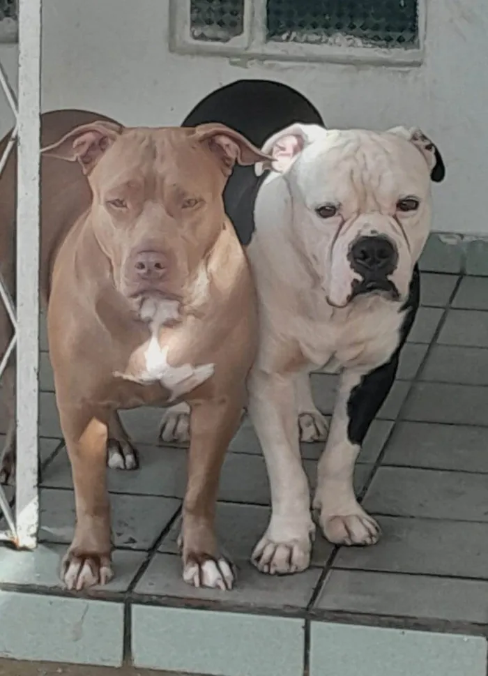 Cachorro ra a Pit-Bull idade 4 anos nome Apolo