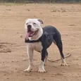 Apolo