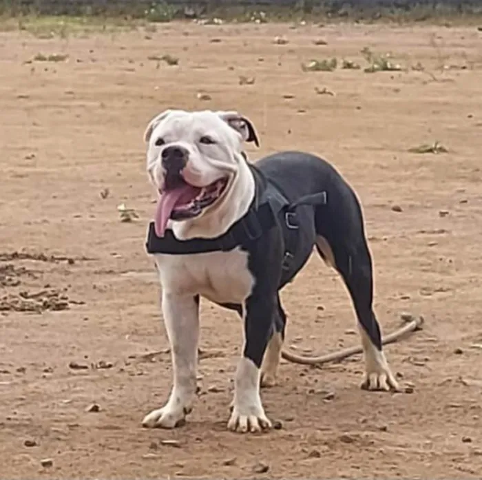 Cachorro ra a Pit-Bull idade 4 anos nome Apolo