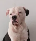 Apolo