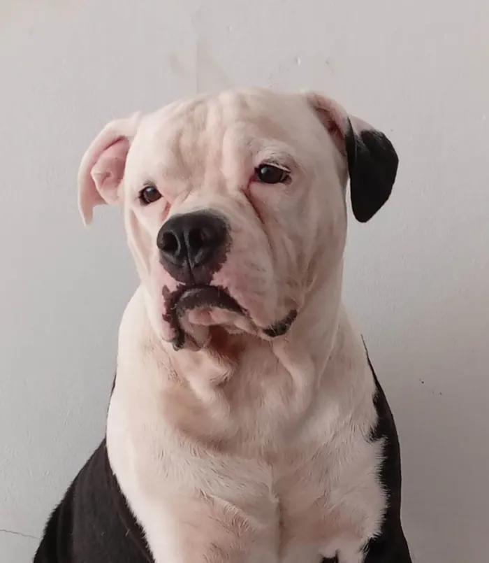 Cachorro ra a Pit-Bull idade 4 anos nome Apolo