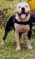 Apolo