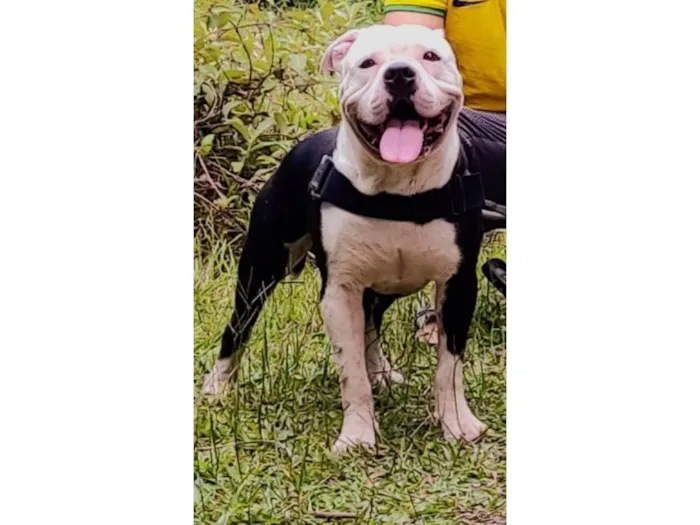 Cachorro ra a Pit-Bull idade 4 anos nome Apolo