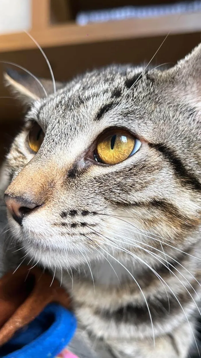 Gato ra a Exótico idade 2 a 6 meses nome Maya & Mia