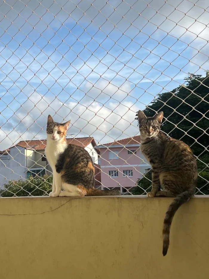 Gato ra a Exótico idade 2 a 6 meses nome Maya & Mia