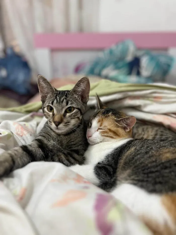 Gato ra a Exótico idade 2 a 6 meses nome Maya & Mia