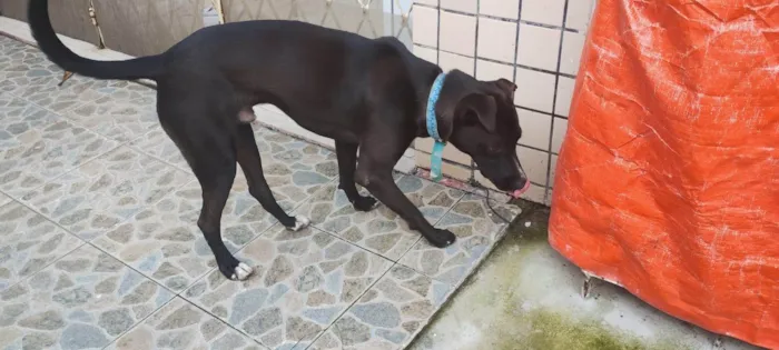 Cachorro ra a SRD-ViraLata idade 7 a 11 meses nome Black