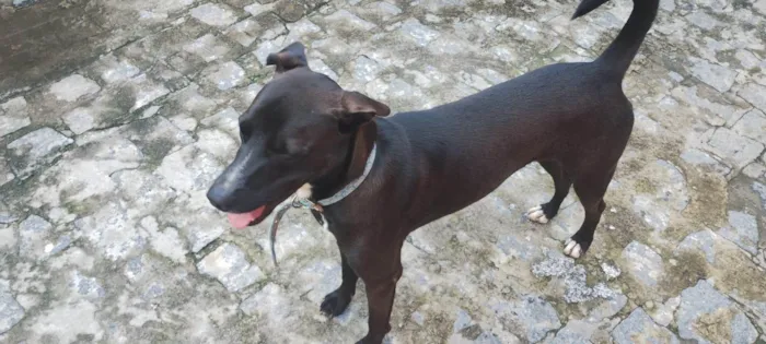 Cachorro ra a SRD-ViraLata idade 7 a 11 meses nome Black