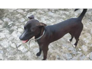 Cachorro raça SRD-ViraLata idade 7 a 11 meses nome Black
