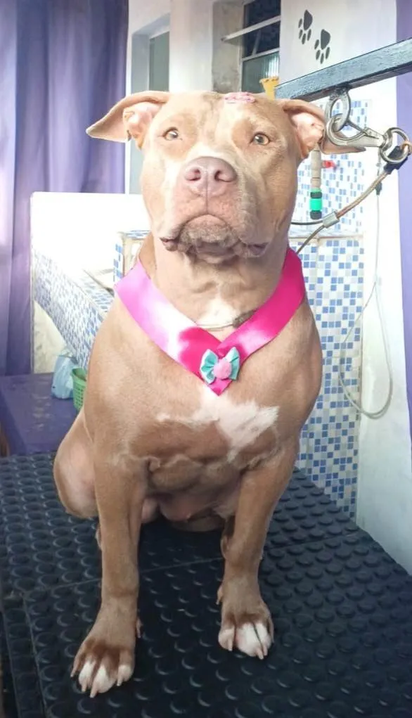 Cachorro ra a Pit-Bull idade 2 anos nome Atena