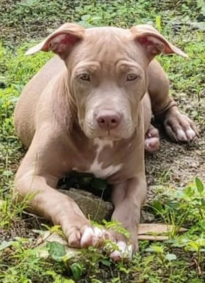 Cachorro ra a Pit-Bull idade 2 anos nome Atena