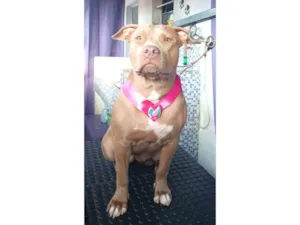 Cachorro raça Pit-Bull idade 2 anos nome Atena