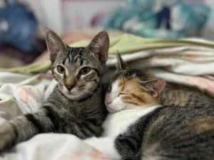 Gato raça Exótico idade 2 a 6 meses nome Maya & Mia