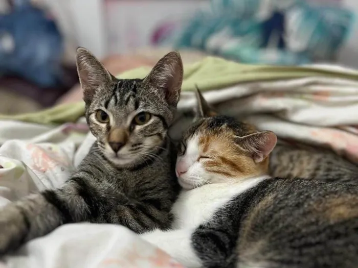 Gato ra a Exótico idade 2 a 6 meses nome Maya & Mia