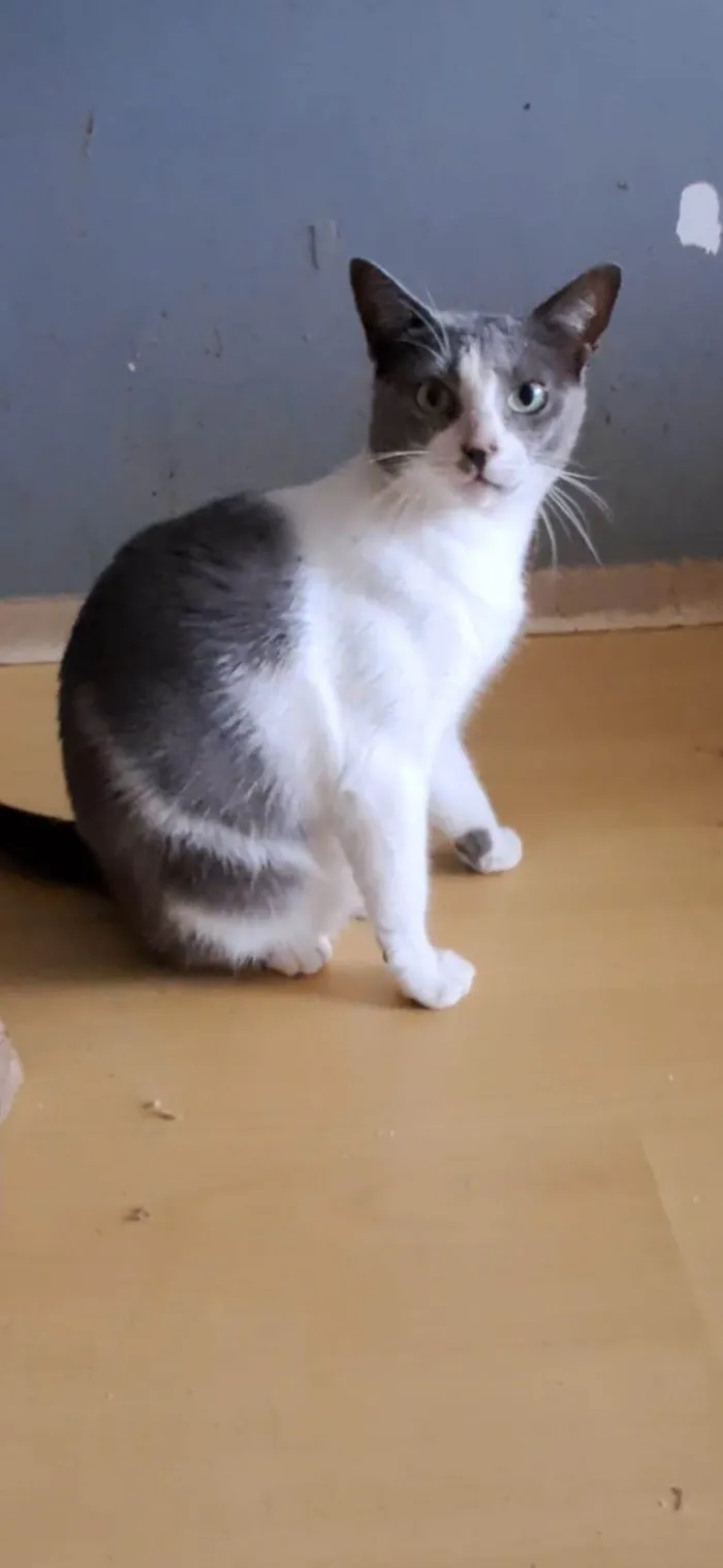 Gato ra a SRD-ViraLata idade 2 anos nome LUNA