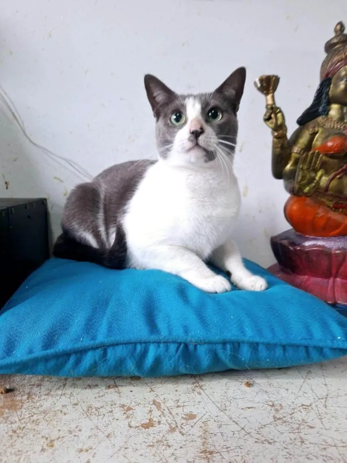 Gato ra a SRD-ViraLata idade 2 anos nome LUNA