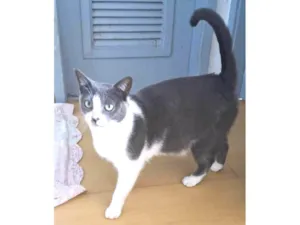 Gato raça SRD-ViraLata idade 2 anos nome LUNA