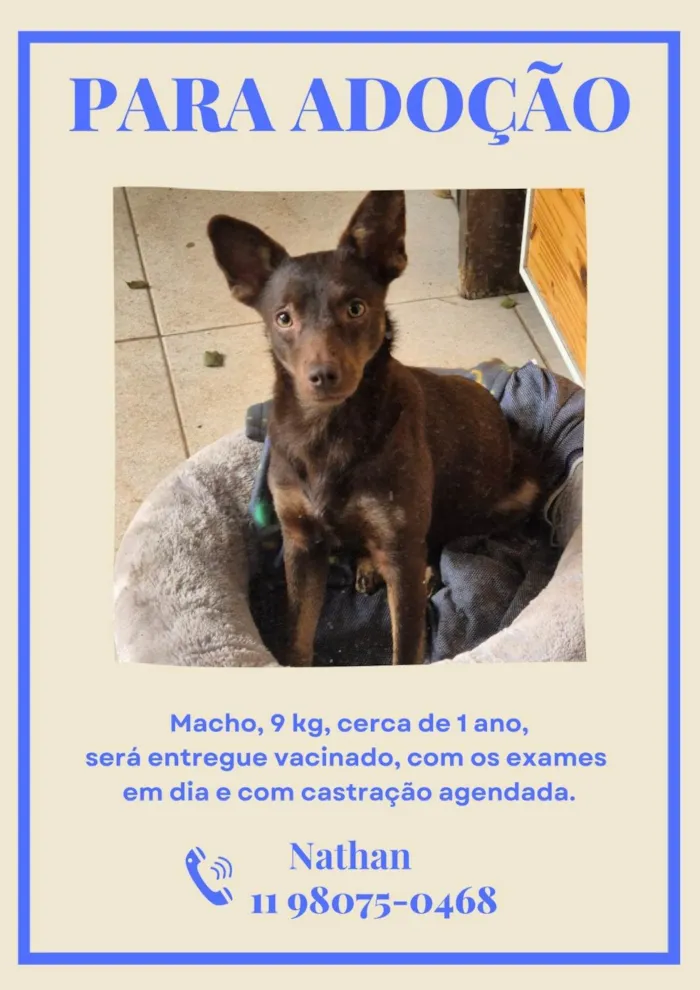 Cachorro ra a SRD-ViraLata idade 1 ano nome Sereno