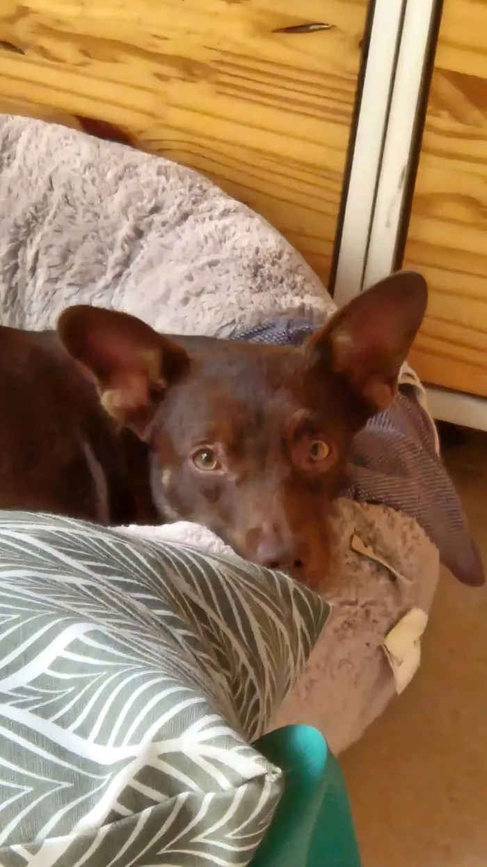 Cachorro ra a SRD-ViraLata idade 1 ano nome Sereno