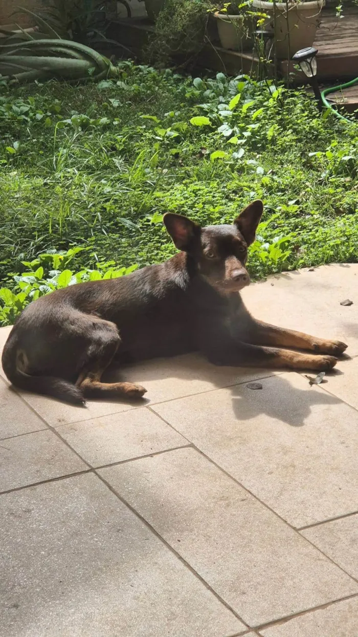 Cachorro ra a SRD-ViraLata idade 1 ano nome Sereno