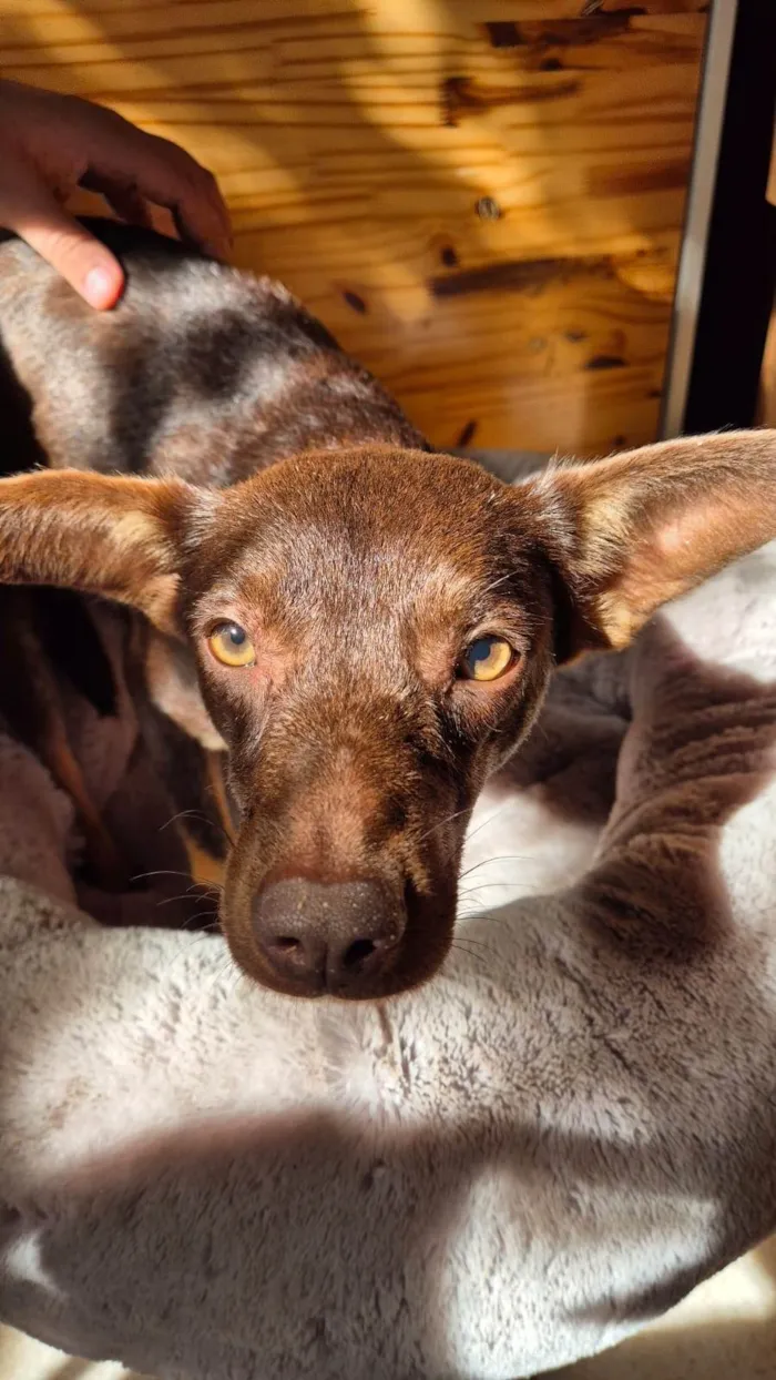 Cachorro ra a SRD-ViraLata idade 1 ano nome Sereno