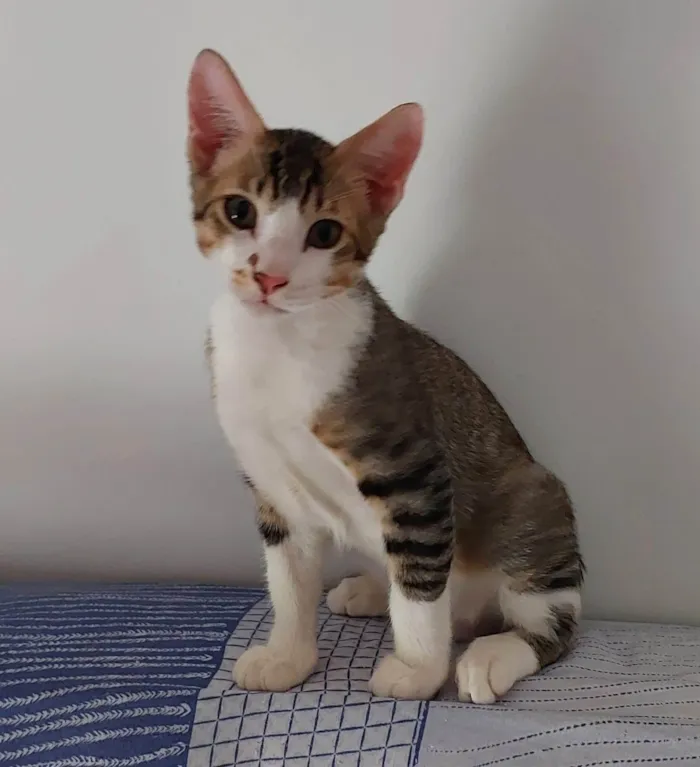 Gato ra a SRD-ViraLata idade 7 a 11 meses nome AKILES
