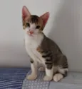 AKILES