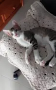 AKILES