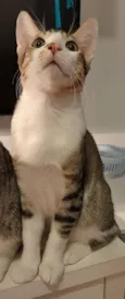 AKILES