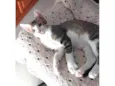 AKILES