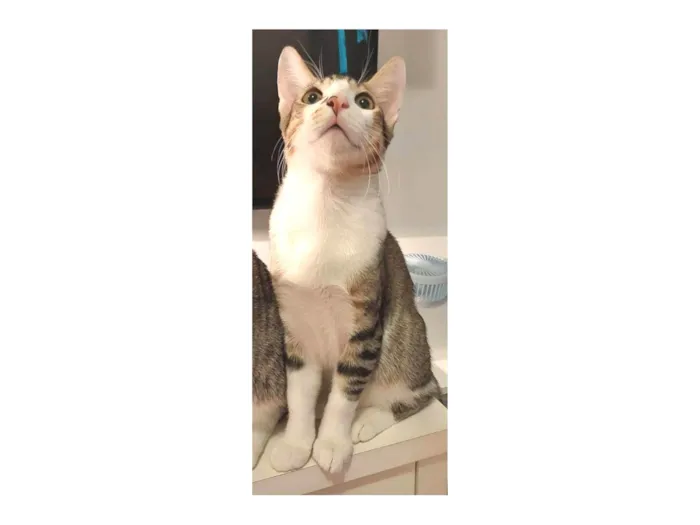 Gato ra a SRD-ViraLata idade 7 a 11 meses nome AKILES