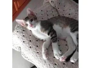 Gato raça SRD-ViraLata idade 7 a 11 meses nome AKILES