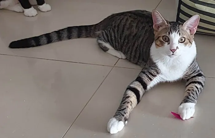 Gato ra a SRD-ViraLata idade 7 a 11 meses nome THEO
