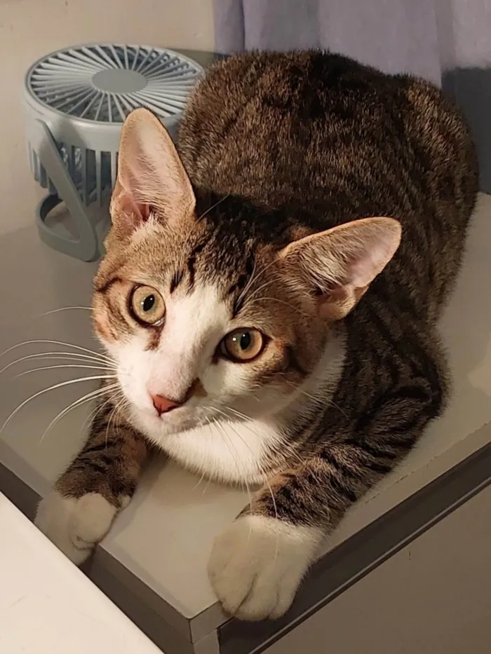 Gato ra a SRD-ViraLata idade 7 a 11 meses nome THEO