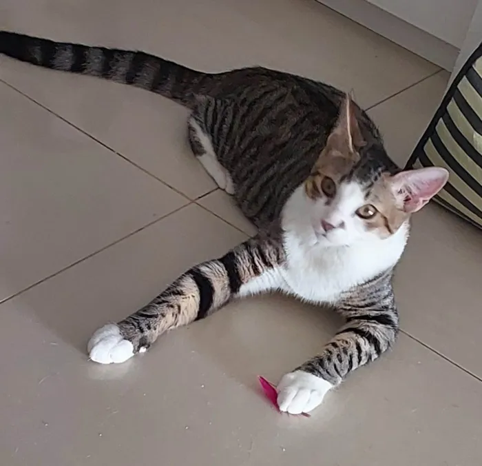 Gato ra a SRD-ViraLata idade 7 a 11 meses nome THEO