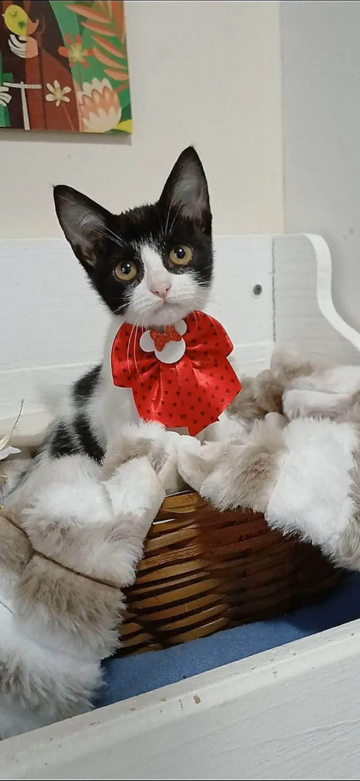 Gato ra a SRD-ViraLata idade 2 a 6 meses nome AYLA