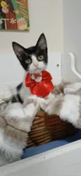AYLA