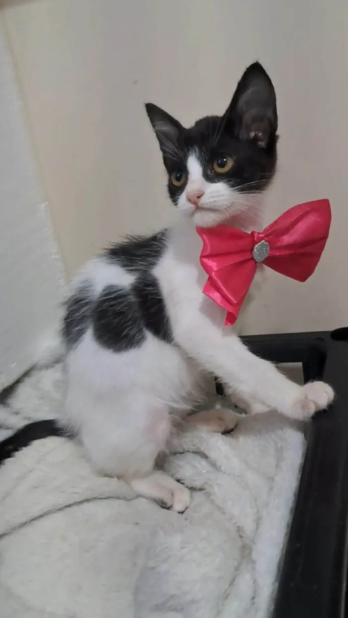 Gato ra a SRD-ViraLata idade 2 a 6 meses nome AYLA