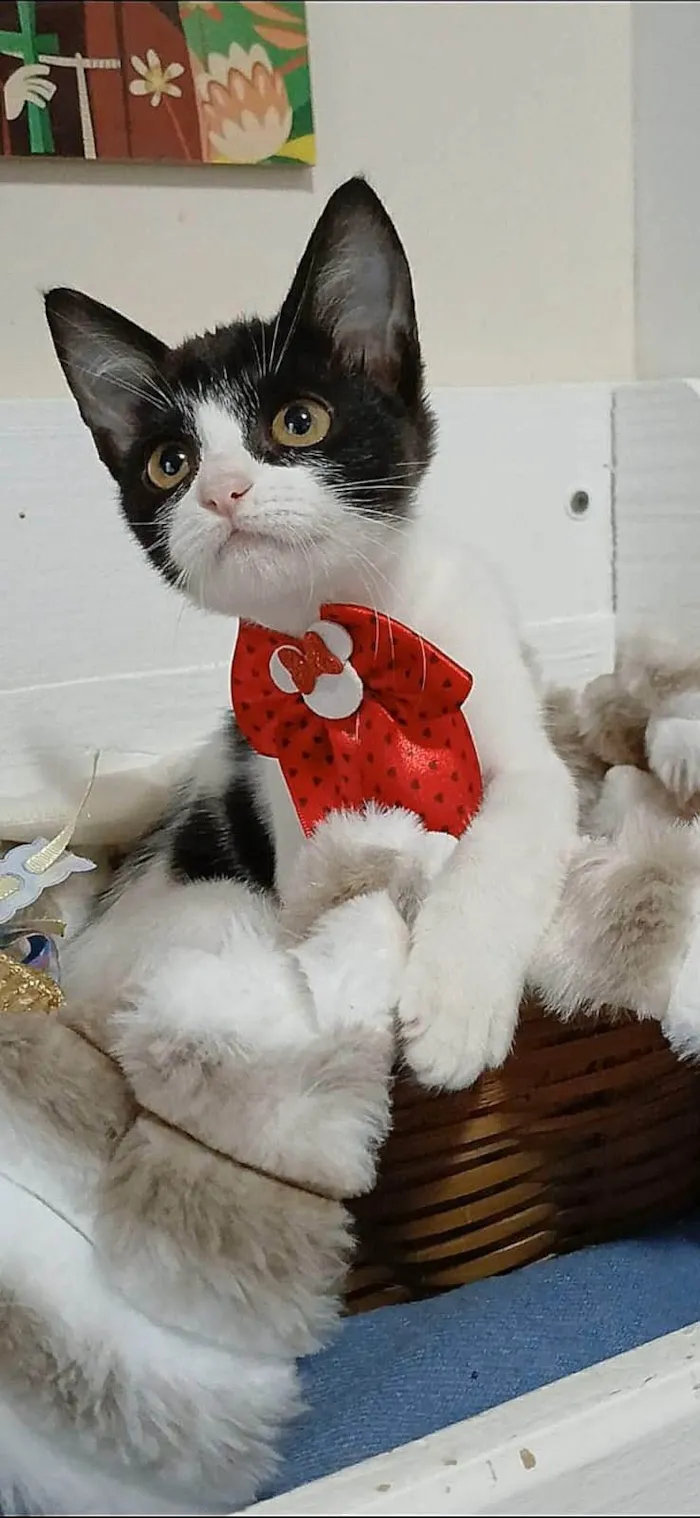 Gato ra a SRD-ViraLata idade 2 a 6 meses nome AYLA