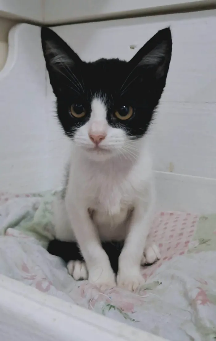 Gato ra a SRD-ViraLata idade 2 a 6 meses nome AYLA