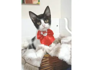 Gato raça SRD-ViraLata idade 2 a 6 meses nome AYLA
