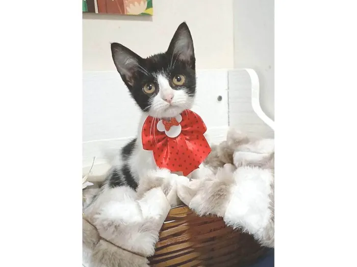 Gato ra a SRD-ViraLata idade 2 a 6 meses nome AYLA