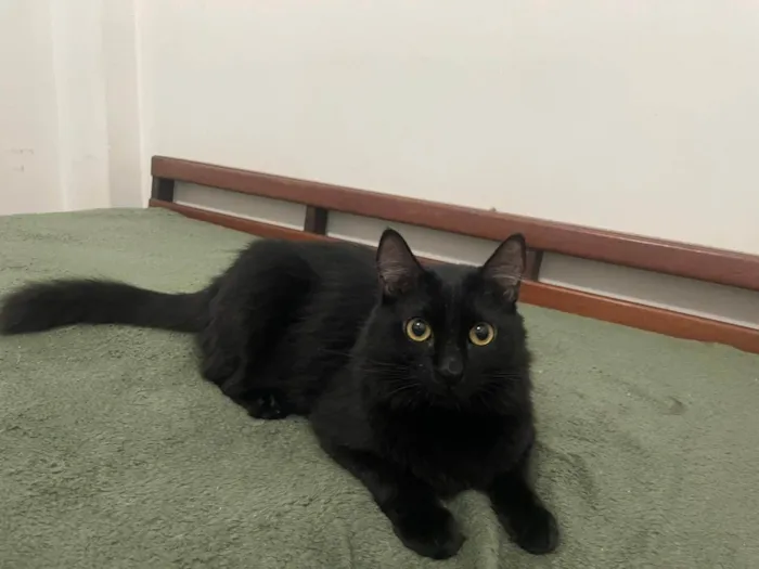 Gato ra a SRD-ViraLata idade 2 anos nome ORION