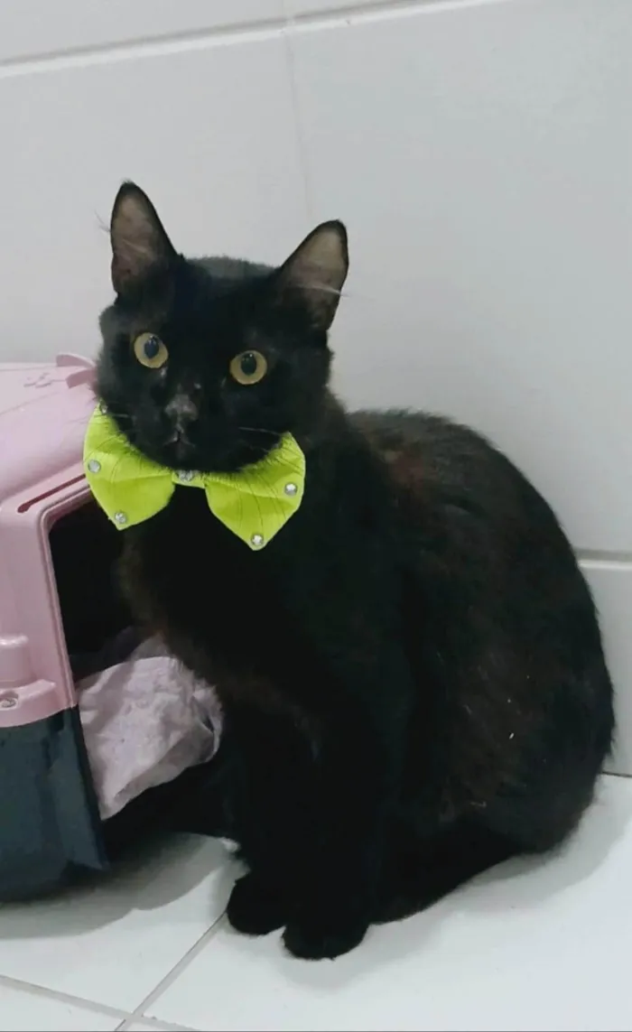 Gato ra a SRD-ViraLata idade 2 anos nome ORION