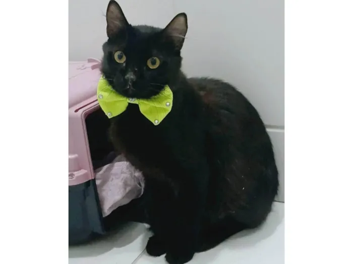 Gato ra a SRD-ViraLata idade 2 anos nome ORION