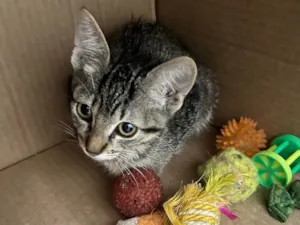 Gato raça SRD-ViraLata idade 2 a 6 meses nome Mia